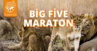 Büyük Beşli Maraton: Afrika'nın Vahşi Doğasında Efsanevi Bir Koşu - Big Five Marathon - Koşu Haber